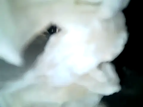 SirNefastusn Webbikameraesitys