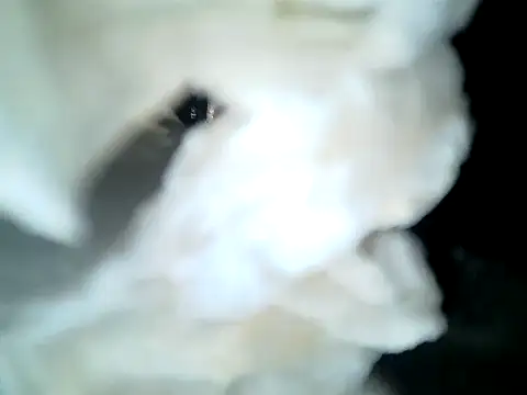 SirNefastus Webcam-Show