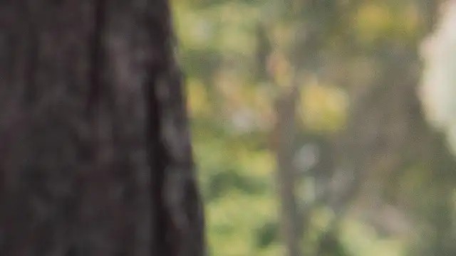 عرض كام toritoga