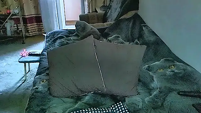 sex2 라이브 XXX 채팅