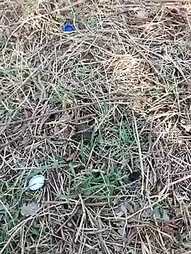 Pertunjukan Kamera Web saur1221wjz