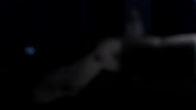 Vincentblack's Live XXX Chat