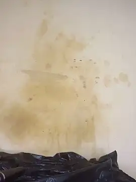 AngelaZamera's Live XXX Chat