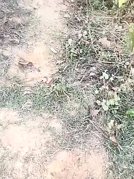 Sheela_Sex90 Pertunjukan Webcam