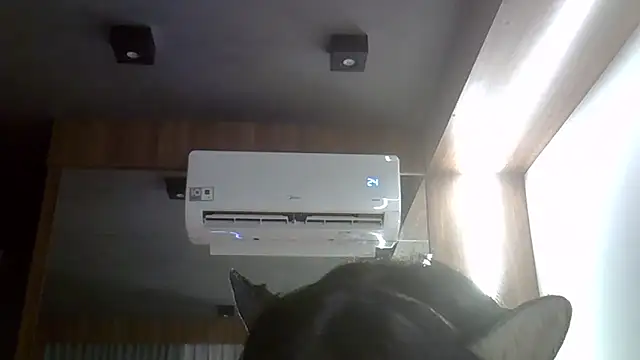 SkinnyKitten – webcam-show