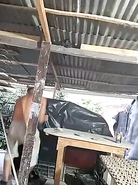 hoteder 网络视讯表演