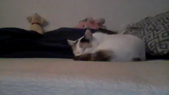 Silencio26: διαδικτυακό σόου στην κάμερα