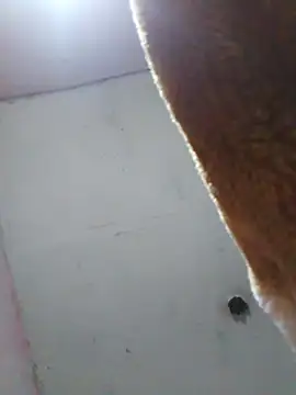 دردشة cobrosdepagos الجنسية المباشرة