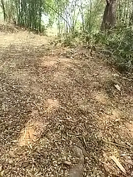 Sheela_Sex90 网络视讯表演