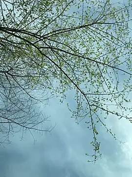 Вебкам-шоу SweetCuteGirls1023