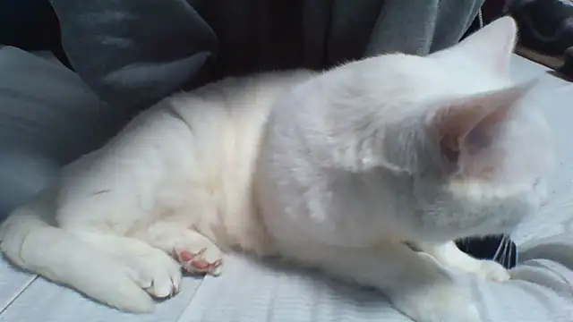 Webkamerová show KaelNox