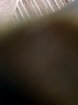 عرض كام EgyptianHorse