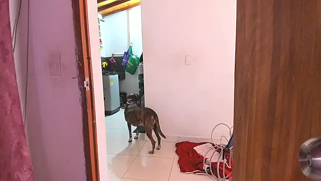 LillyCandy Live XXX-chat