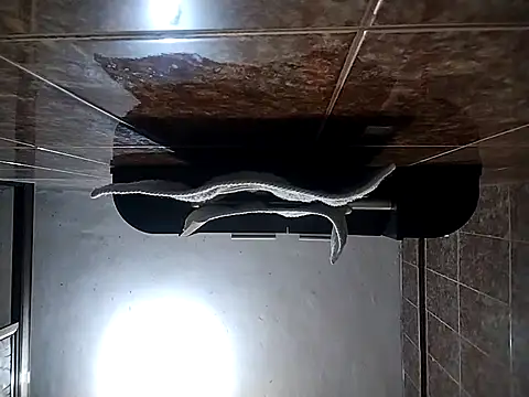 Webkamerová show rickriv2