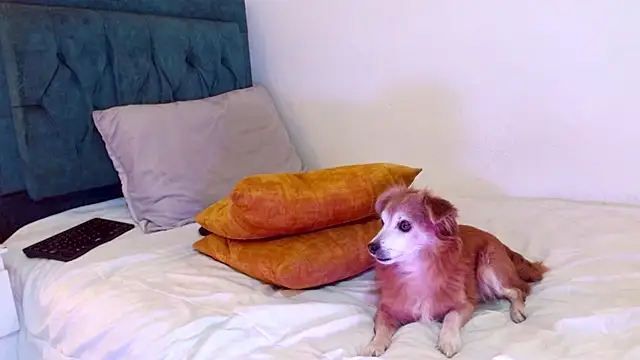 cedrixx10 élő XXX-chatje