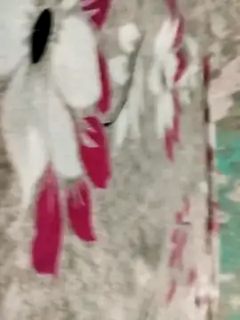 badmasss69のウェブ  カメラショー