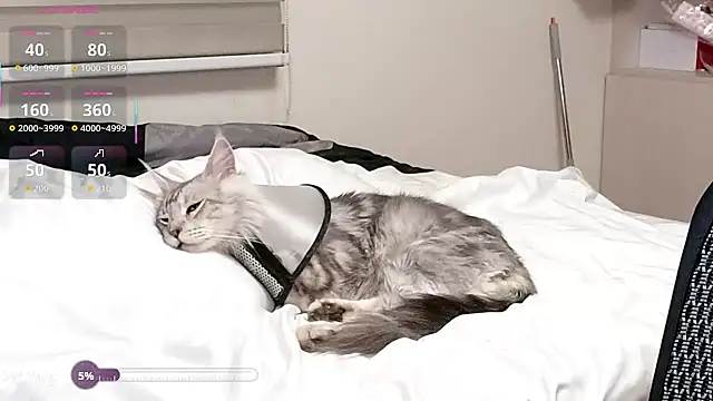 Chat XXX Live 87wawa