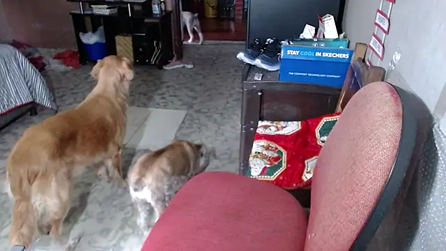 Barbiegomez 라이브 XXX 채팅