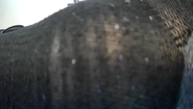 Tiggitytomociti Show Webcam