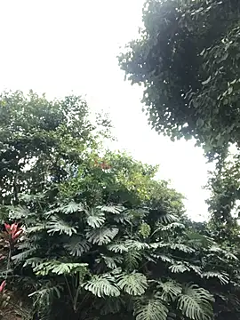 Gia_Mazzon 在線直播表演