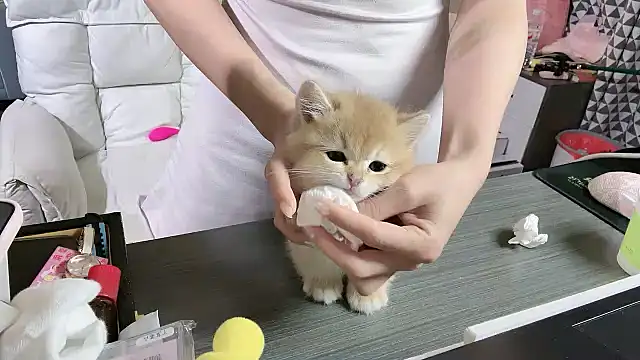 xiaoguaiss' Live XXX Chat