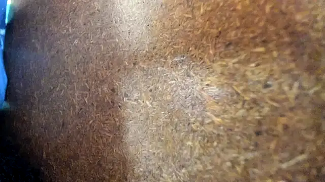 Daphne_girlsexのライブXXXチャット