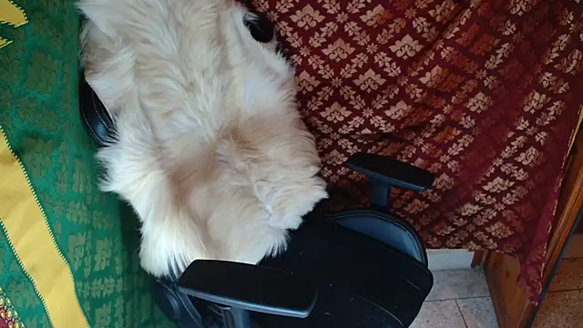 Show modela coacharabian na web-kameri