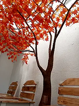 Dante_Knox Chat XXX in diretta