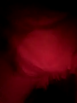 sondimila Pertunjukan Webcam