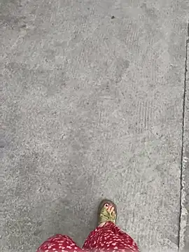 Chat XXX en directo de qwe522522