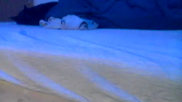 Silencio26: вебкам-шоу