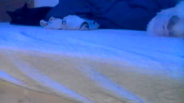 Pokazy przed kamerką – Silencio26