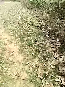 Sheela_Sex90 – webcam-show