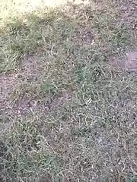 Pitercom 现场XXX聊天