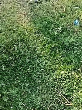 dolphiinnn Live XXX chat