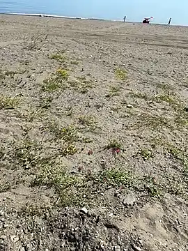 Jesssexboy Live XXX-chat