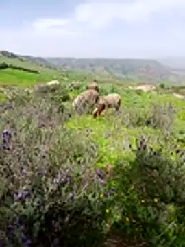 Show webcam de rocky_ofthe21