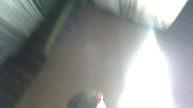 Camodick 即時 XXX 聊天