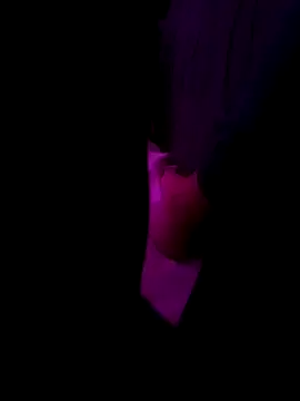 EgyptianHorse Show in webcam