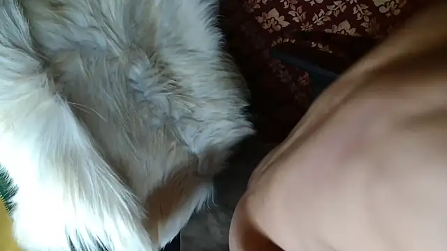 Chat XXX en directo de coacharabian