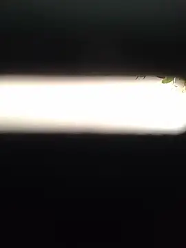 EffectFiona Chat XXX live