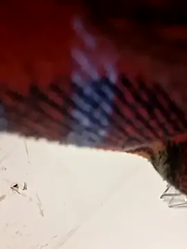 Cchorreando Webcam Show