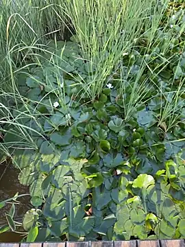 kara-ttn Live XXX chat