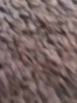 savageebny Obrolan Langsung XXX