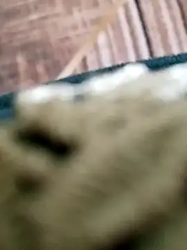 EgyptianHorse 在線直播表演