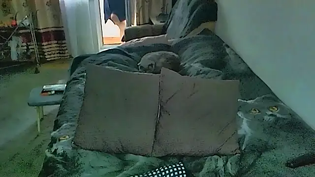 sex2 Obrolan Langsung XXX