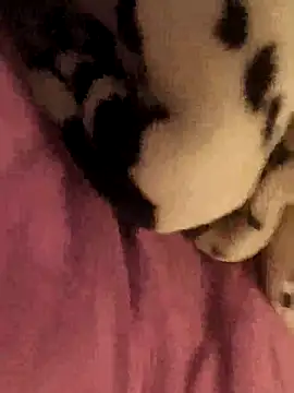 geilerboy2628 Adlı Modelin Web Kamerası Şovu