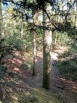 Pertunjukan Kamera Web VicTimLove