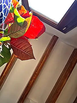 دردشة kylie_blck الجنسية المباشرة