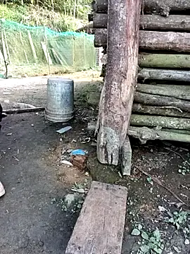 Hoa-tuylip 网络视讯表演